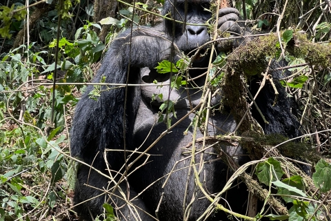 4 jours d'observation des gorilles de plaine au Congo (RDC) au départ de Kgl Rwanda