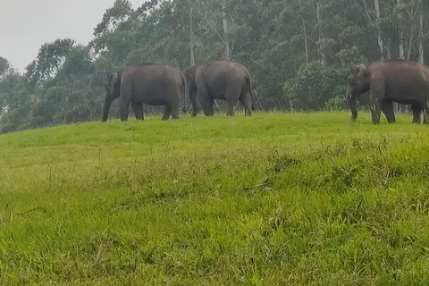 COLLINE E BACKWATERS DEL KERALA - 5 NOTTI / 6 GIORNI