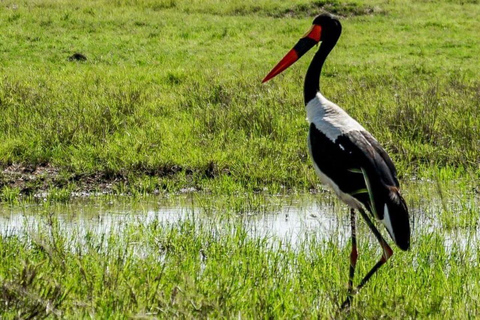 From Nairobi: Overnight Amboseli National Park Safari