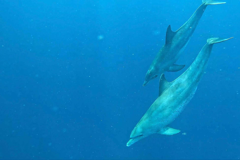 Zanzibar: Mnemba Island, Jozani forest & The Rock restaurant Private tour no Hotel pick up and drop-off included