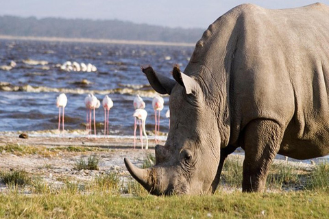 De Nairóbi: Safári de 2 dias no Lago Bogoria e no Lago Nakuru