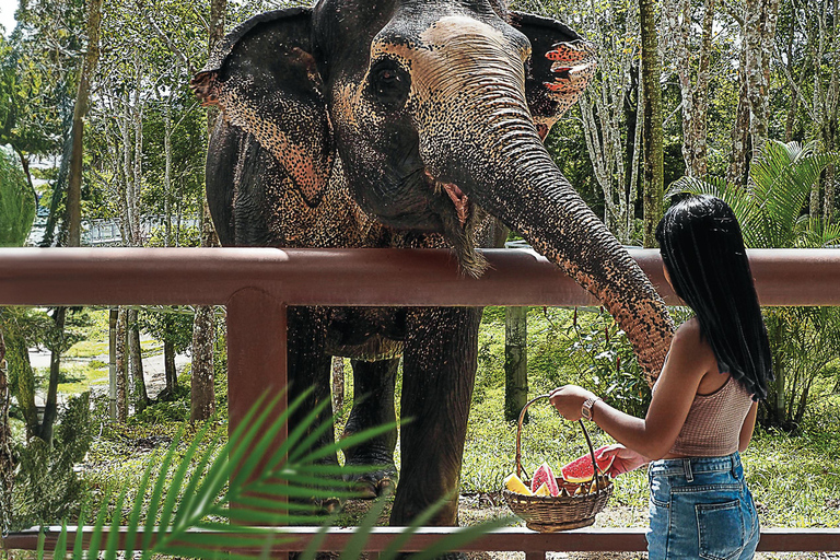 Phuket Elephant Sanctuary: Halbtag mit vegetarischer MahlzeitTreffpunkt