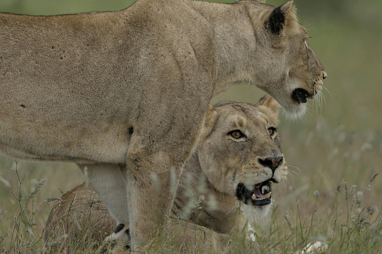 Nairobi: 5-daagse privé-safari naar Masai Mara, Lake Nakuru