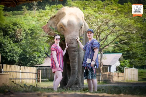 Chiang Mai: Santuario de la Selva de Elefantes con Comida y Traslado