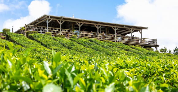 Mauritius Tea Plantations & Colonial Estates Tour with Lunch
