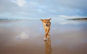  - Canarie.it