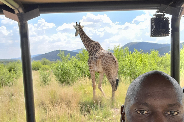 Joanesburgo: Passeio de carro de 3 horas pelo Parque Nacional Pilanesberg