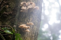 From Pu Luong , One Day Trekking 18km Guide Tour with Lunch - Housity