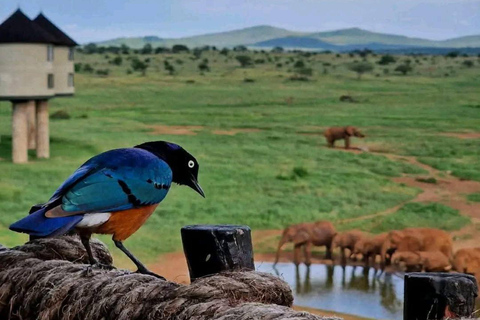 3-day Amboseli & SaltLick Safar: Kilimanjaro View & Treetop