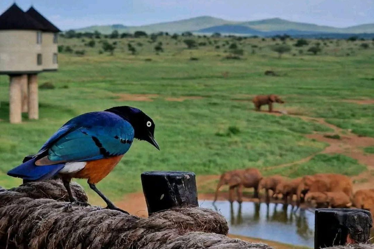 3-day Amboseli & SaltLick Safar: Kilimanjaro View & Treetop
