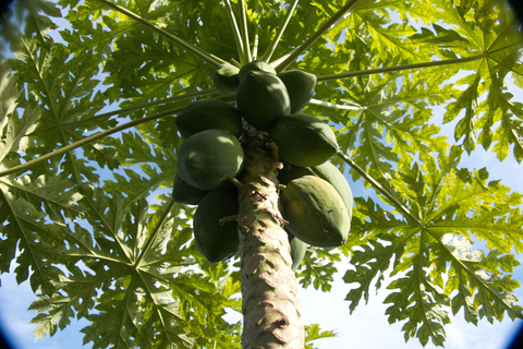Zanzibar: The Swahili Spice Experience – wycieczka po przyprawach + kulinarna podróż"The Swahili Spice Experience" (z miejscem spotkania)