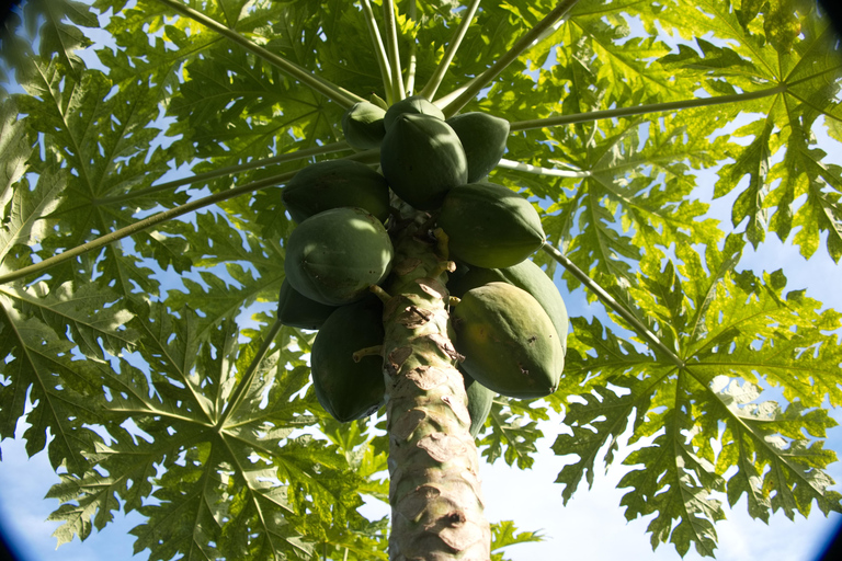 Zanzibar: The Swahili Spice Experience – wycieczka po przyprawach + kulinarna podróż"The Swahili Spice Experience" (z miejscem spotkania)