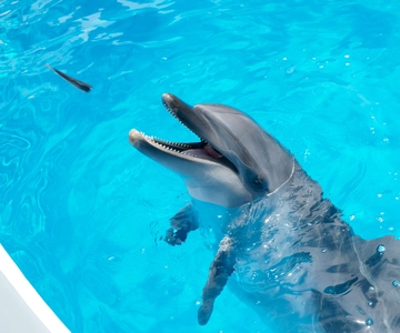 九十九島水族館ウミキララ入場券