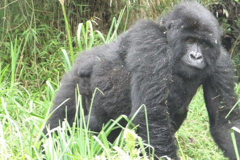 Trekking di 2 giorni con i gorilla a Bwindi da Kigali