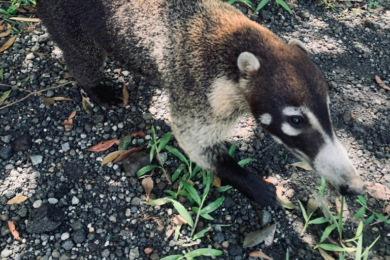 San José: La Fortuna Transfer with Coffee Tour at Doka Farm