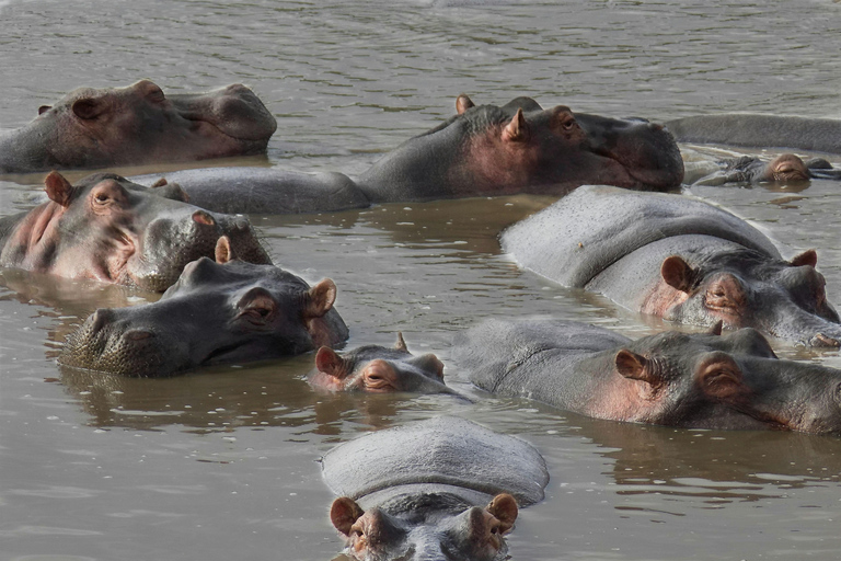 Arusha: 4-Day Ngorongoro, Tarangire, and Materuni Lodge Tour