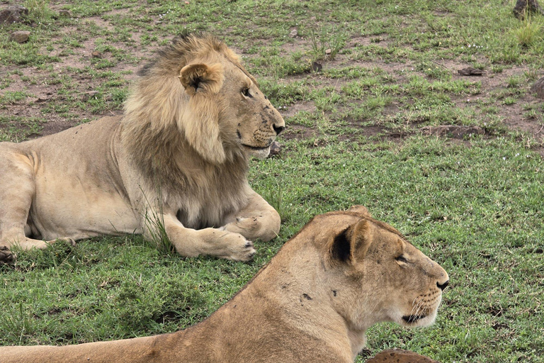 7 Days Best of Uganda Wildlife & Gorilla Encounter