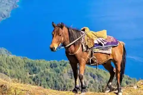 Sali in sella per un'avventura a cavallo di 1 ora a Pokhara