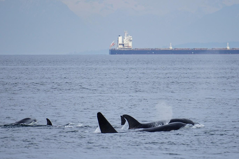 Orcas Island: Whale and Orca Guided Speedboat Tour