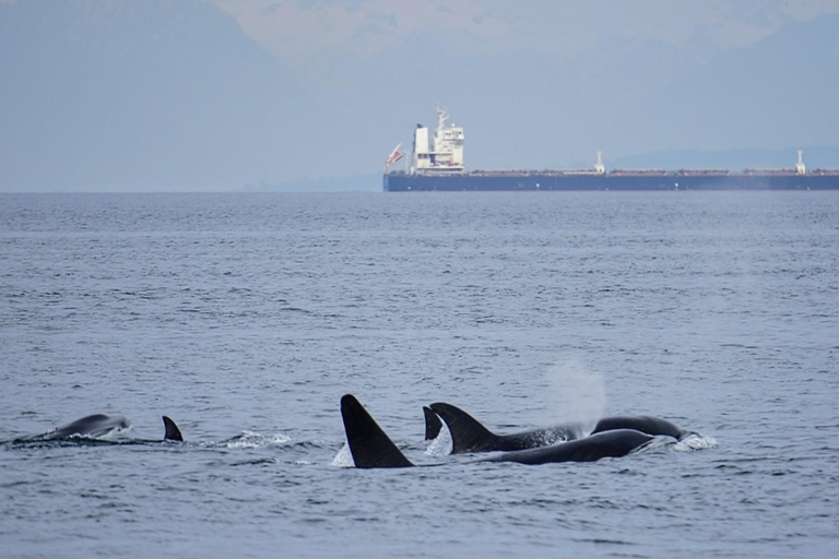 Orcas Island: Whale and Orca Guided Speedboat Tour