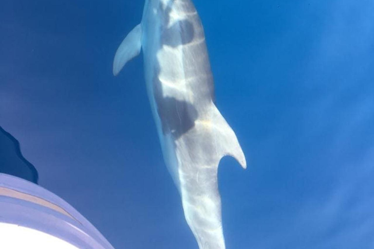 Gulf of Porto: Visit to the Calanques de Piana and the Scandola Reserve Gulf of Porto: Visit to the Calanques de Piana