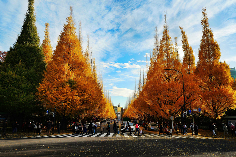 Tokyo: Golden Ginkgo Avenue Autumn Leaves Walk