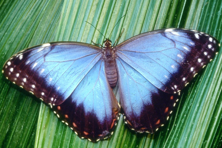 Nouvelle-Orléans : Billet pour l'Aquarium et l'Insectarium Audubon