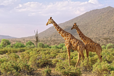 3-Days Nairobi Lake Bogoria and Lake Nakuru National Park