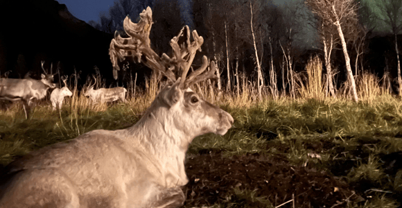 Reindeer Feeding & Chance of Northern Lights with Dinner