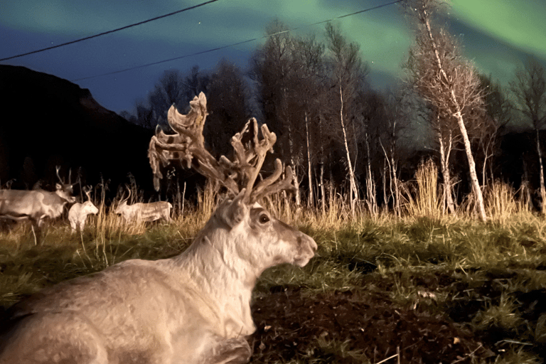 Reindeer Feeding & Chance of Northern Lights with Dinner