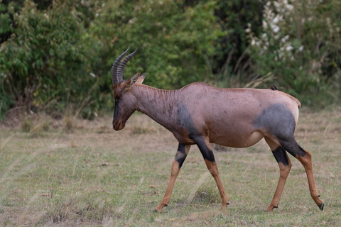 Safári de 7 dias em Amboseli-Bogoria/Baringo-Nakuru e Masai Mara.