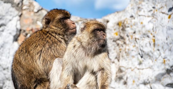 Von Fuengirola aus: Gibraltar Tagestour