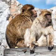 From Benalmadena: Gibraltar Day Trip