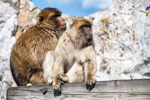 De Sevilha: Viagem de 1 dia com guia a Gibraltar