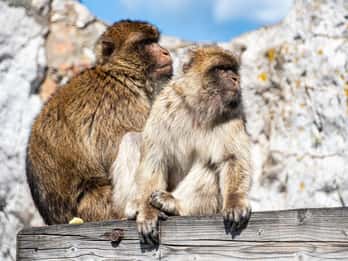 Von Torremolinos aus: Tagestour nach Gibraltar