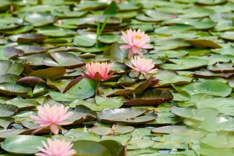 Hangzhou: Liangzhu Archaeological Site UNESCO Heritage Tour