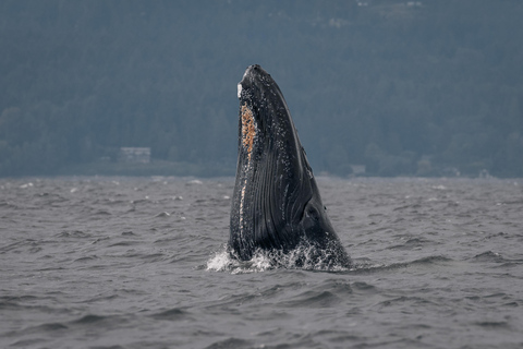 Nanaimo: Whale Watching Semi-Covered Boat Tour
