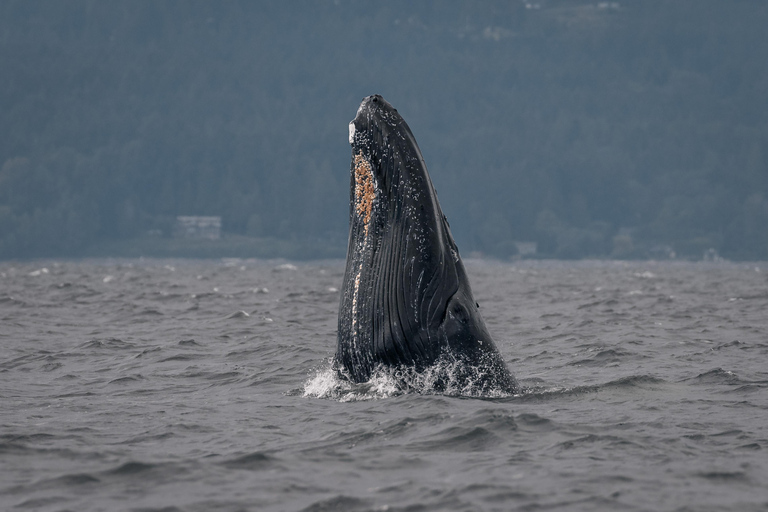 Nanaimo: Whale Watching Semi-Covered Boat Tour