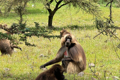 From Addis: Blue Nile Gorge, Baboons & Waterfalls
