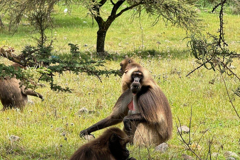 From Addis: Blue Nile Gorge, Baboons & Waterfalls