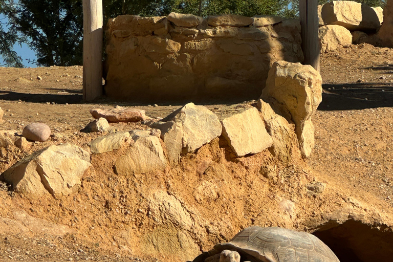 Agadir: Goats on Trees & Crocoparc Tour Goats on Trees & Crocoparc – Entry Ticket Included