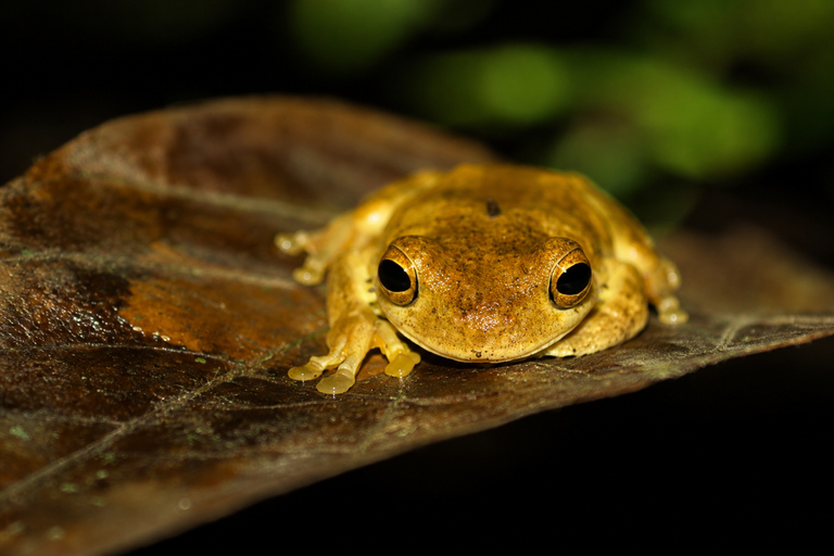 Night Walk La Fortuna: Private Rainforest Guided Wildlife