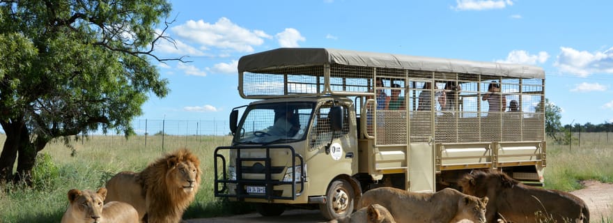 Da Johannesburg: Tour di mezza giornata del Parco dei Leoni e del Safari