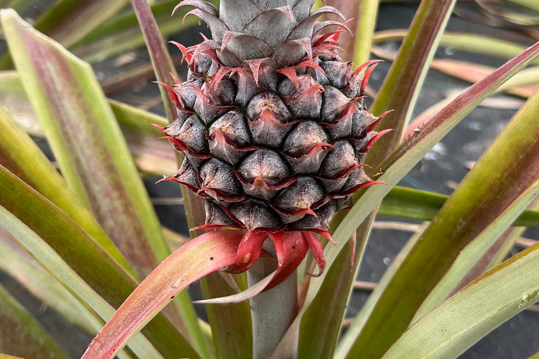 Azores: Sete Cidades Half-Day Tour – Lakes, Volcanoes, and Viewpoints CELEBRITY INFINITY on May 4, 2026