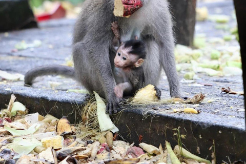 Bali: Monkey Forest Sangeh , Pura & Waterfall Private Tour Bali: Private Tour With Ticket ( Included Ticket )