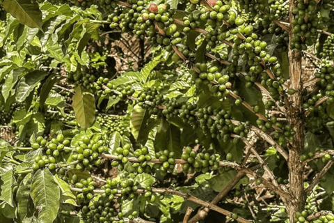 3-Day Materuni Waterfall, Chemka Hot Springs & Lake Eyasi