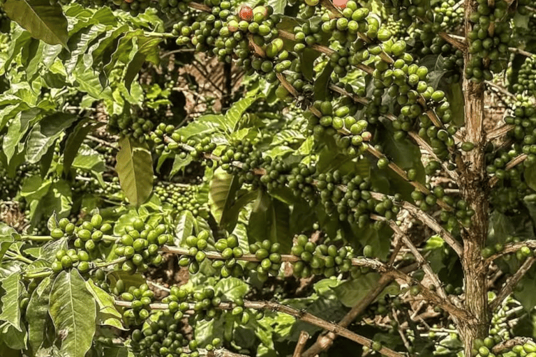 3-Day Materuni Waterfall, Chemka Hot Springs & Lake Eyasi