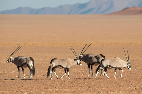 Walvis Bay: Excursión en 4x4 por el puerto de Sandwich con almuerzo