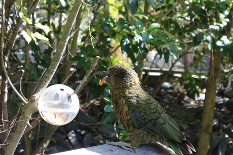 Tickets für den Wellington ZooEintrittskarten für den Wellington Zoo