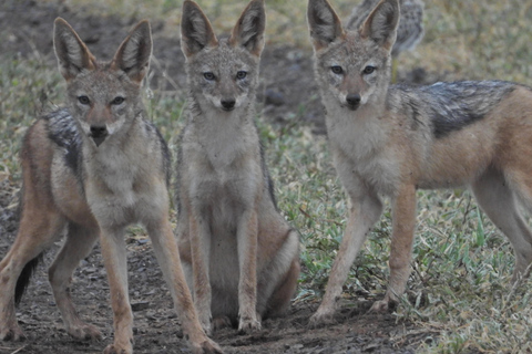 Budget Kruger &amp; Panorama meerdaagse tour vanuit Johannesburg5-daagse budgetreis naar Kruger &amp; Panorama